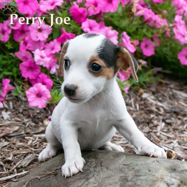 Perry Joe, Jack-A-Ranian Puppy